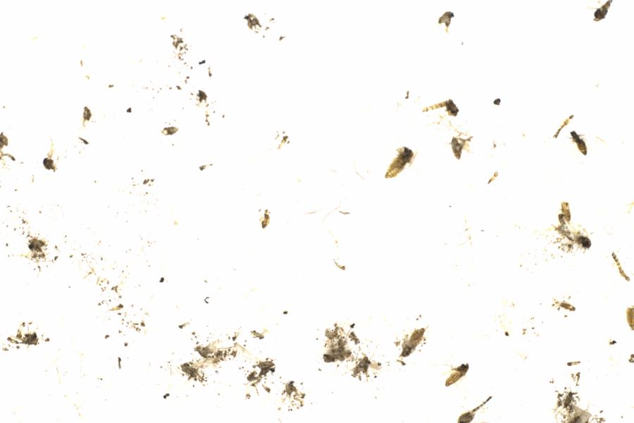 Fullscreen Image