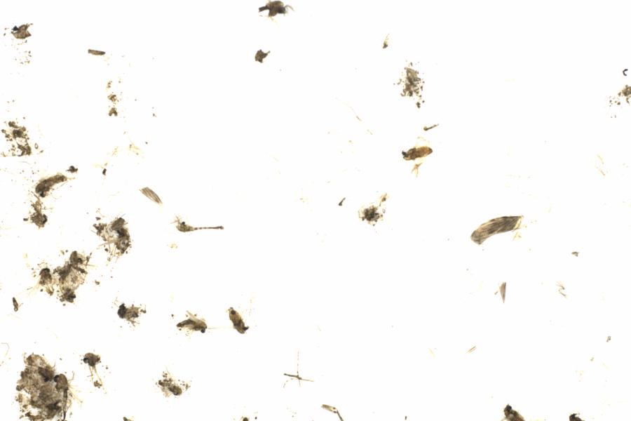 Fullscreen Image