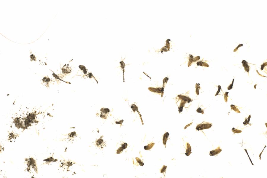 Fullscreen Image