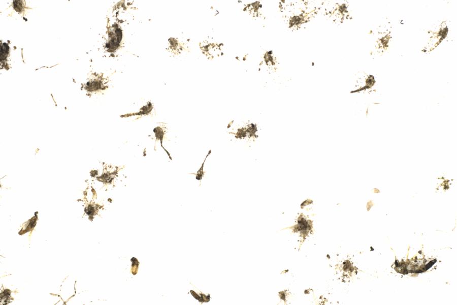 Fullscreen Image