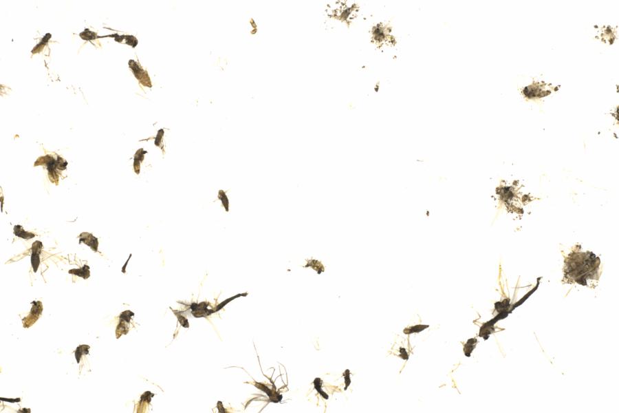 Fullscreen Image