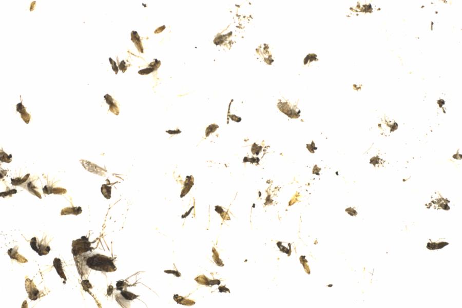 Fullscreen Image