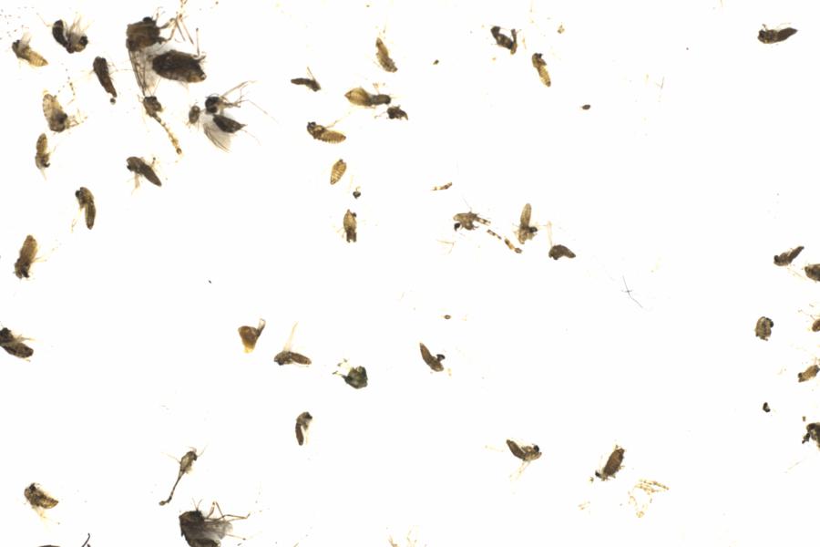 Fullscreen Image