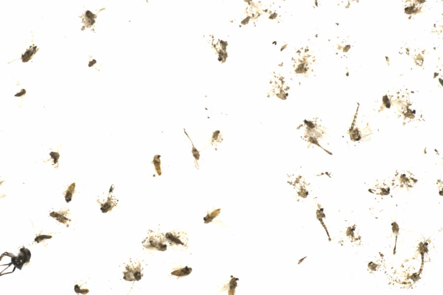 Fullscreen Image