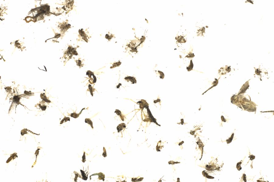Fullscreen Image