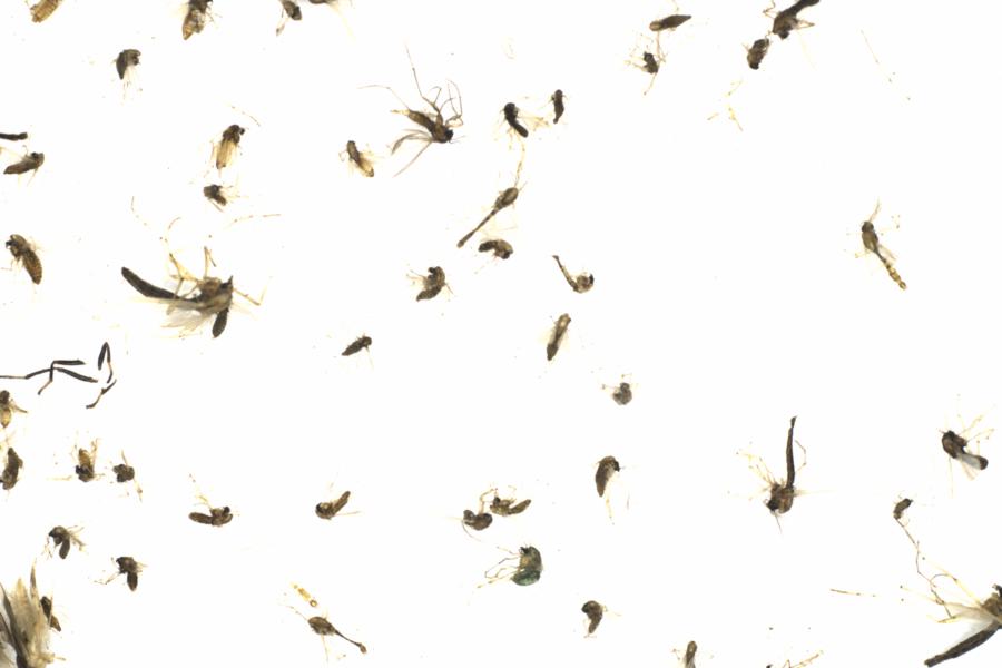 Fullscreen Image