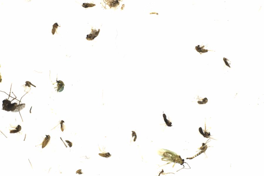 Fullscreen Image