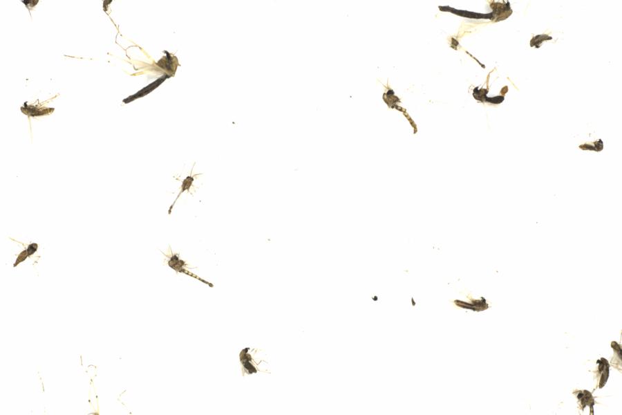 Fullscreen Image