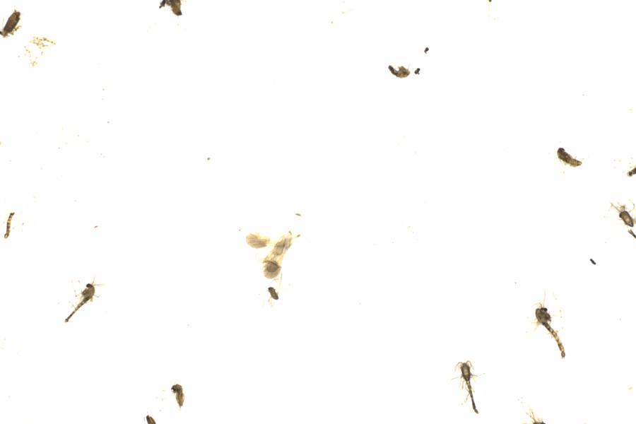 Fullscreen Image