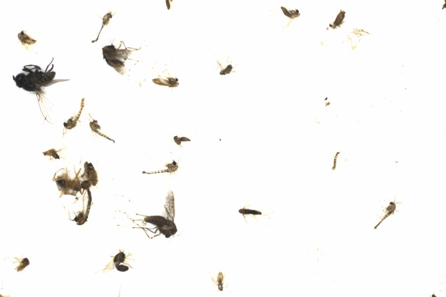 Fullscreen Image