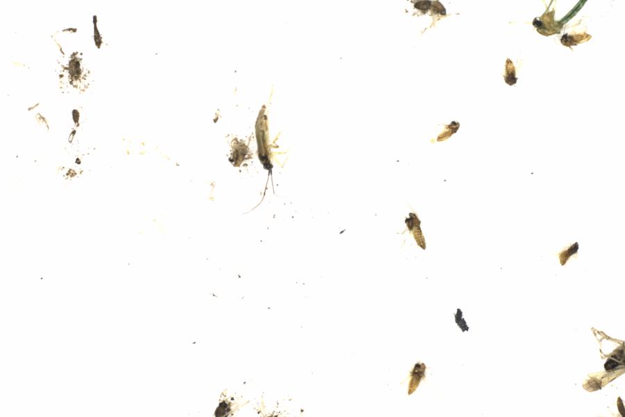 Fullscreen Image
