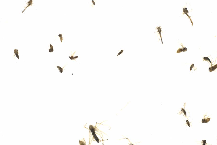 Fullscreen Image
