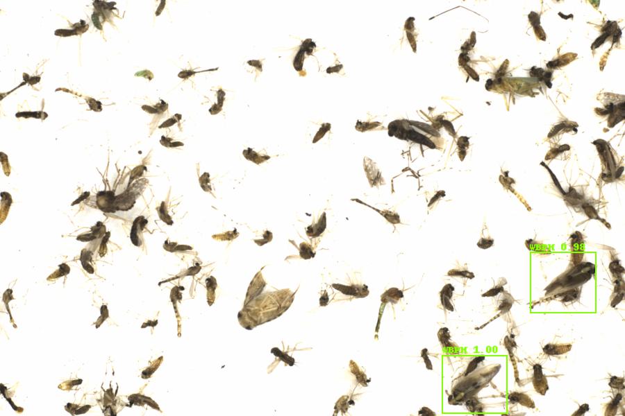 Fullscreen Image
