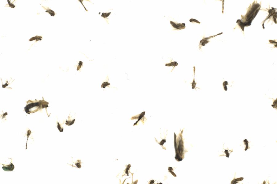 Fullscreen Image