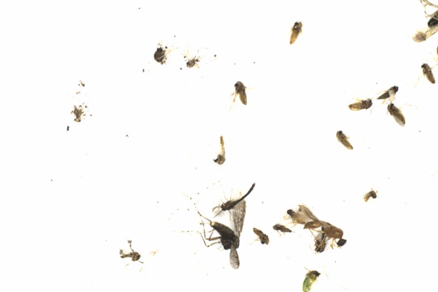 Fullscreen Image