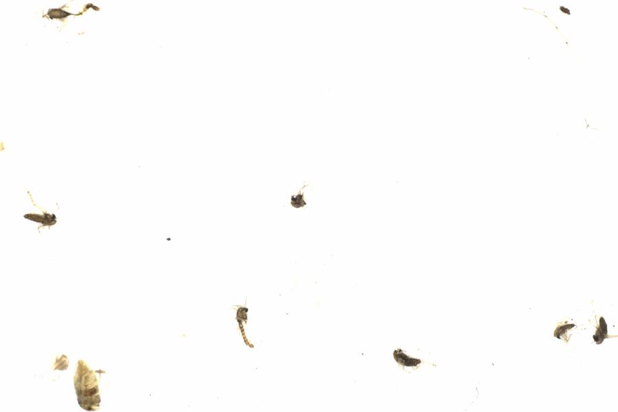 Fullscreen Image