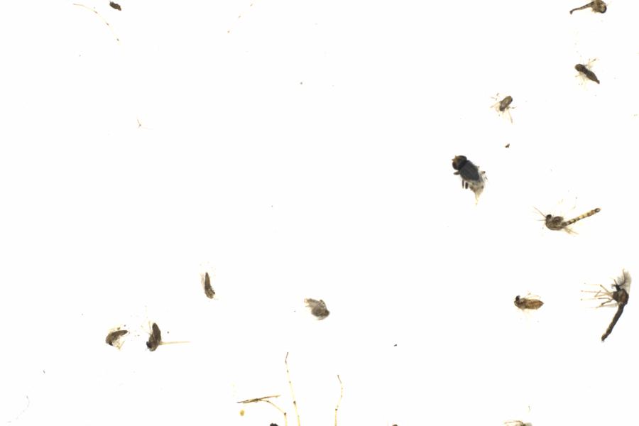 Fullscreen Image