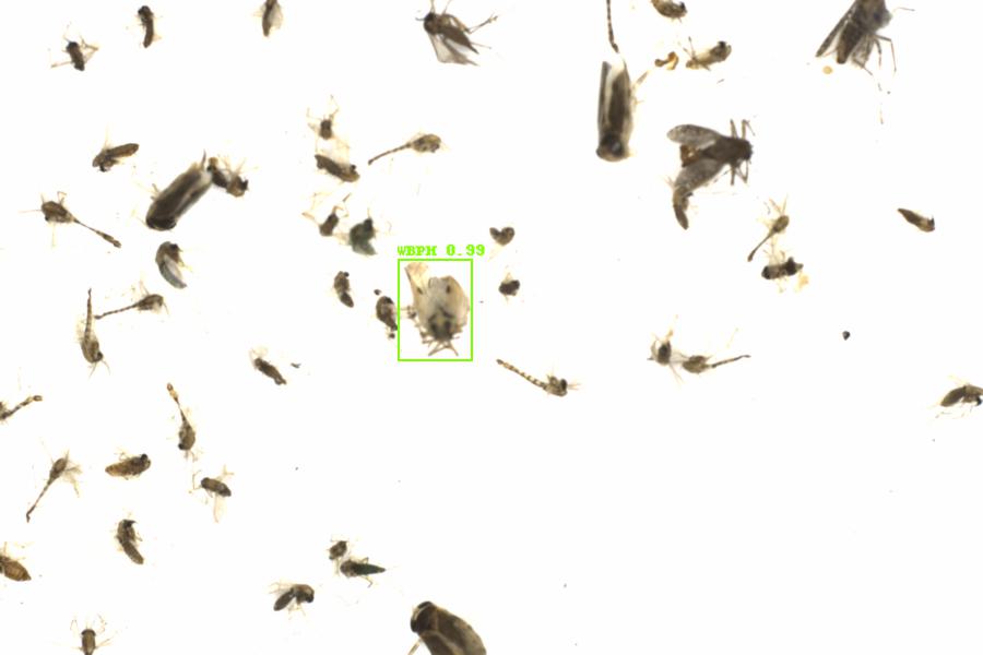 Fullscreen Image