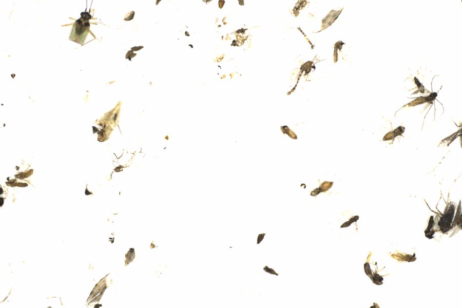 Fullscreen Image