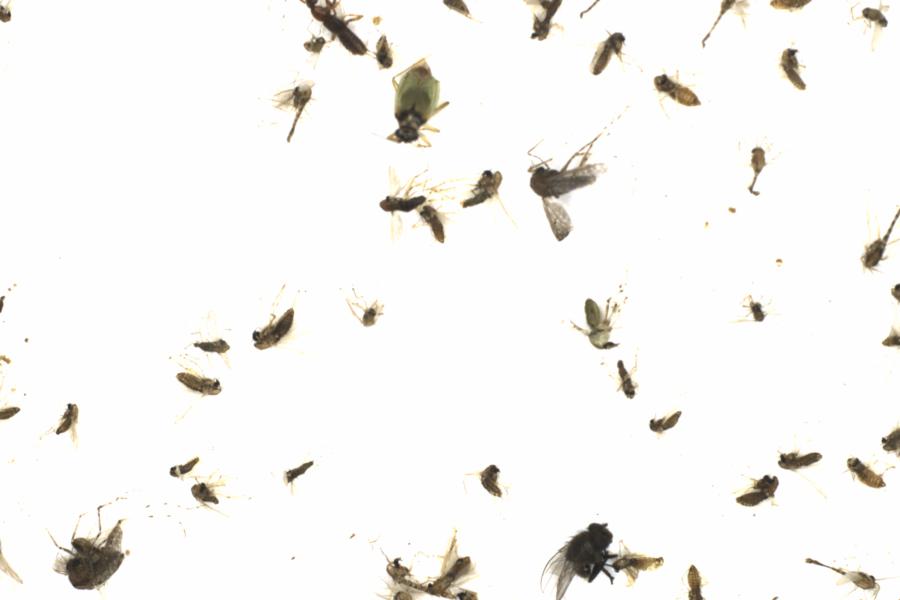 Fullscreen Image