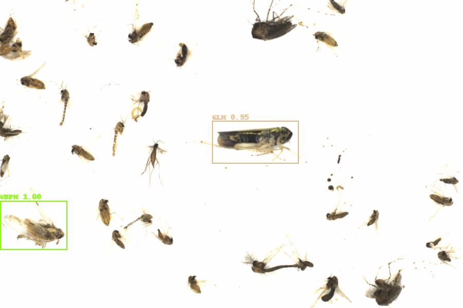 Fullscreen Image