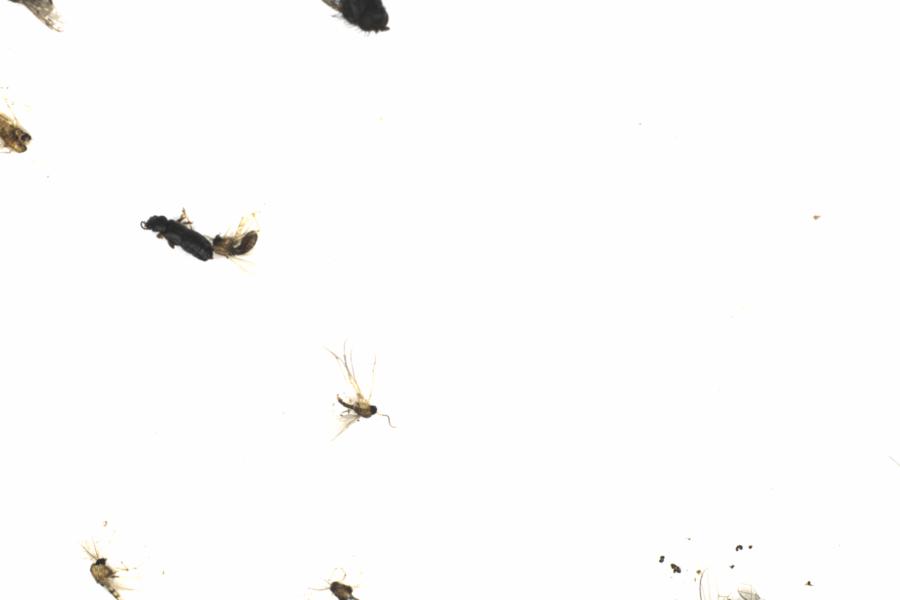 Fullscreen Image