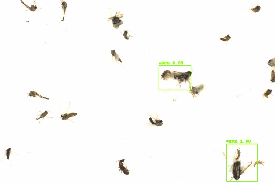 Fullscreen Image