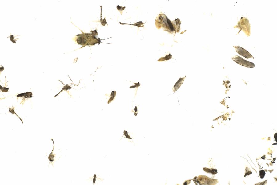 Fullscreen Image