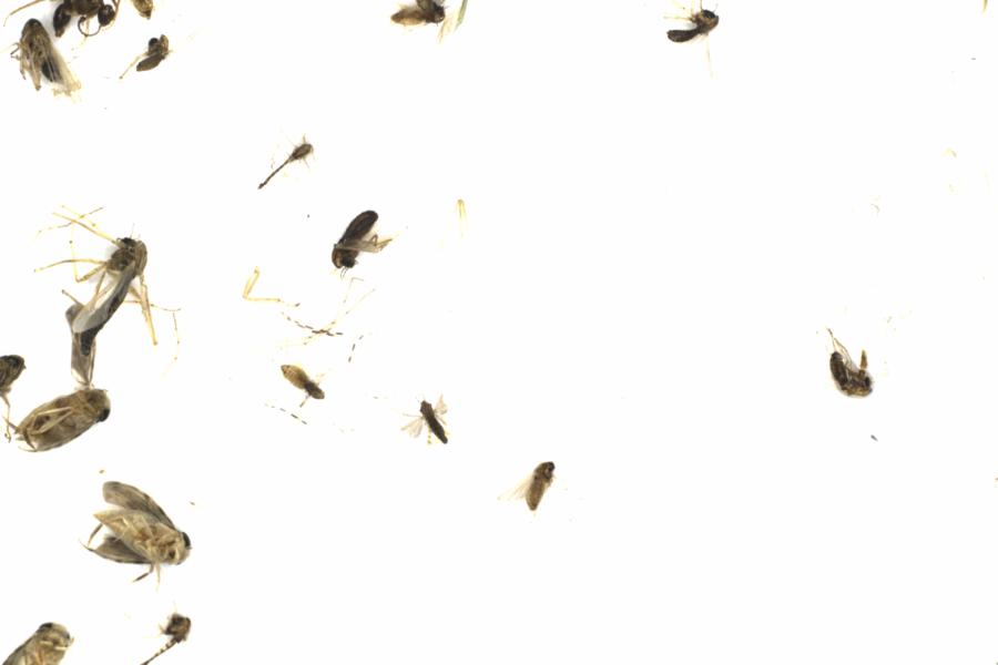 Fullscreen Image