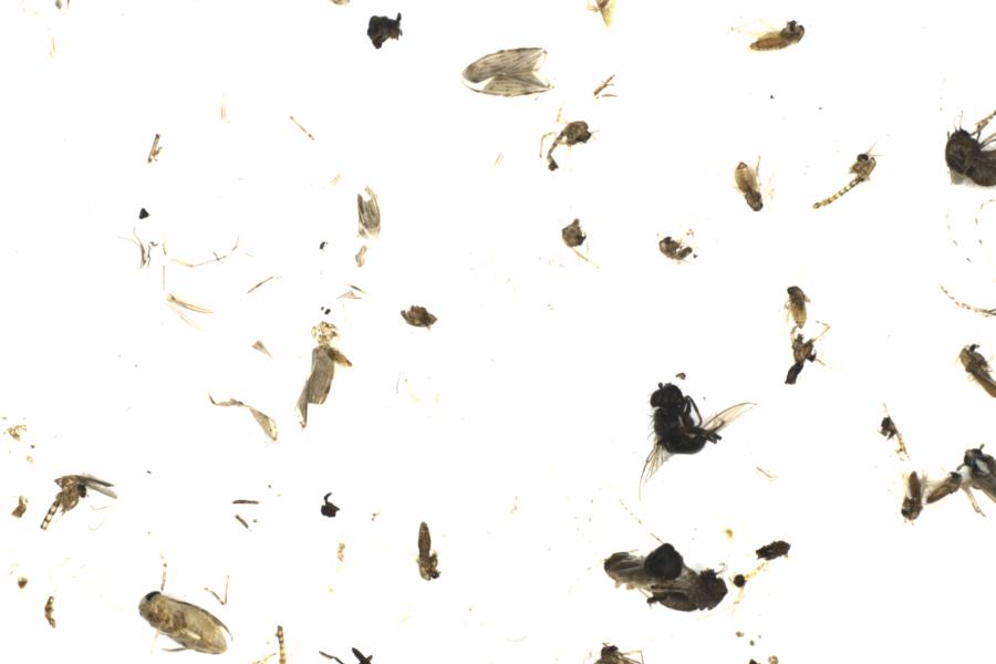 Fullscreen Image