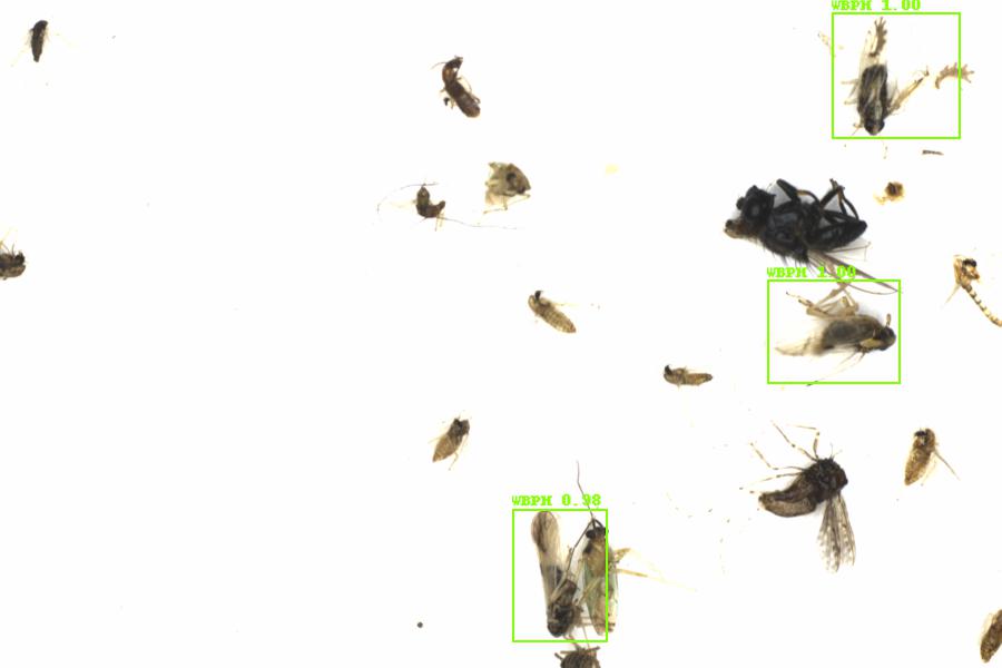 Fullscreen Image