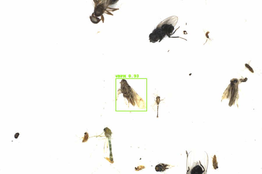 Fullscreen Image