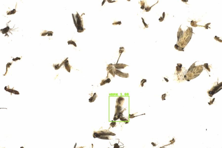 Fullscreen Image