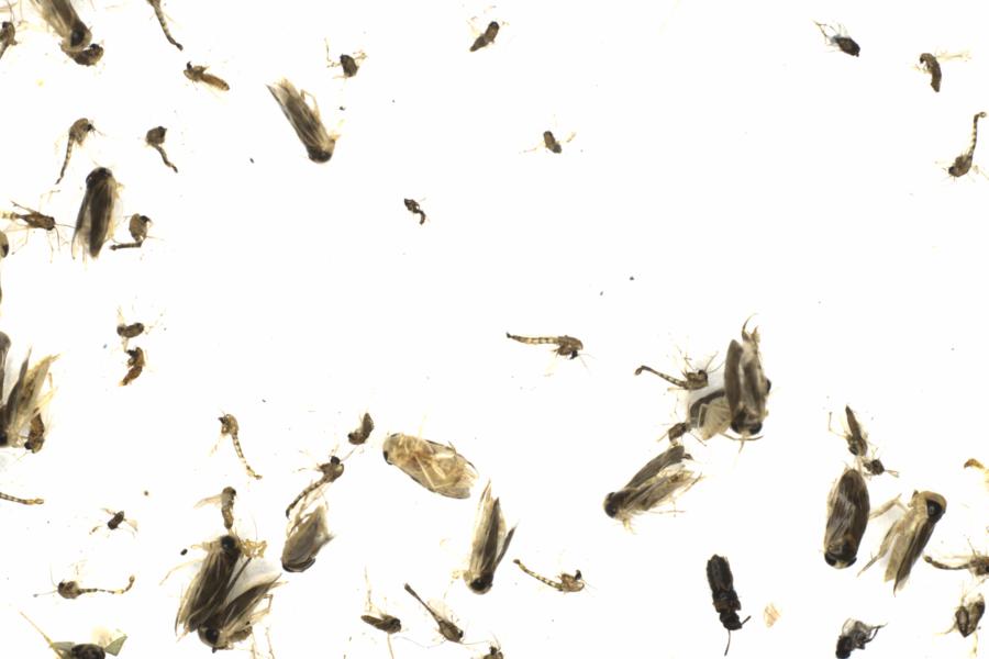 Fullscreen Image