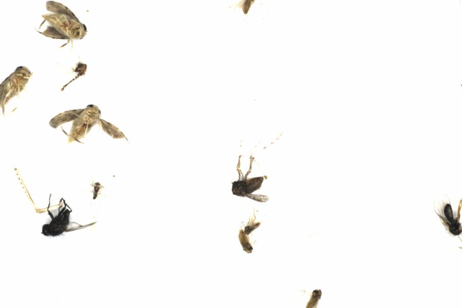 Fullscreen Image