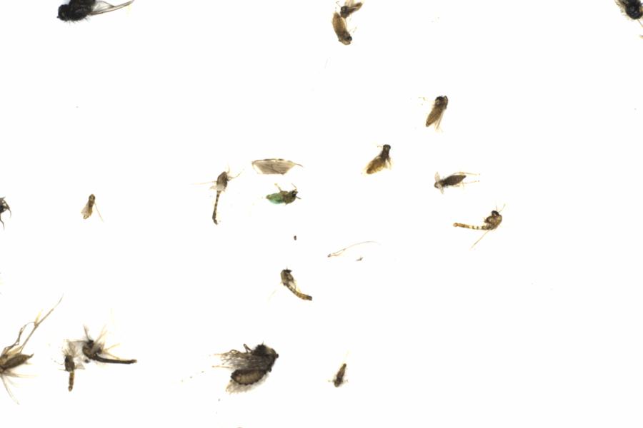 Fullscreen Image
