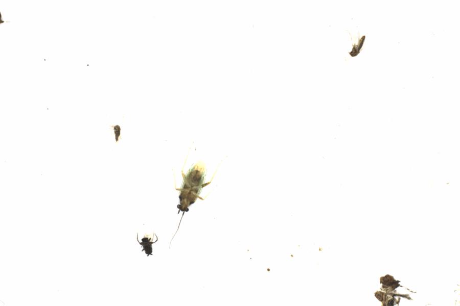 Fullscreen Image