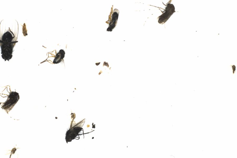 Fullscreen Image