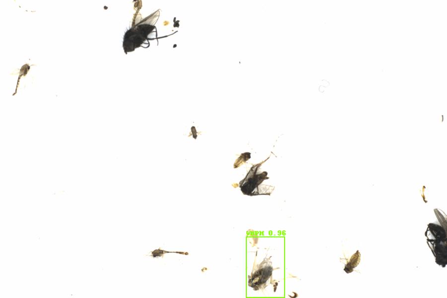Fullscreen Image