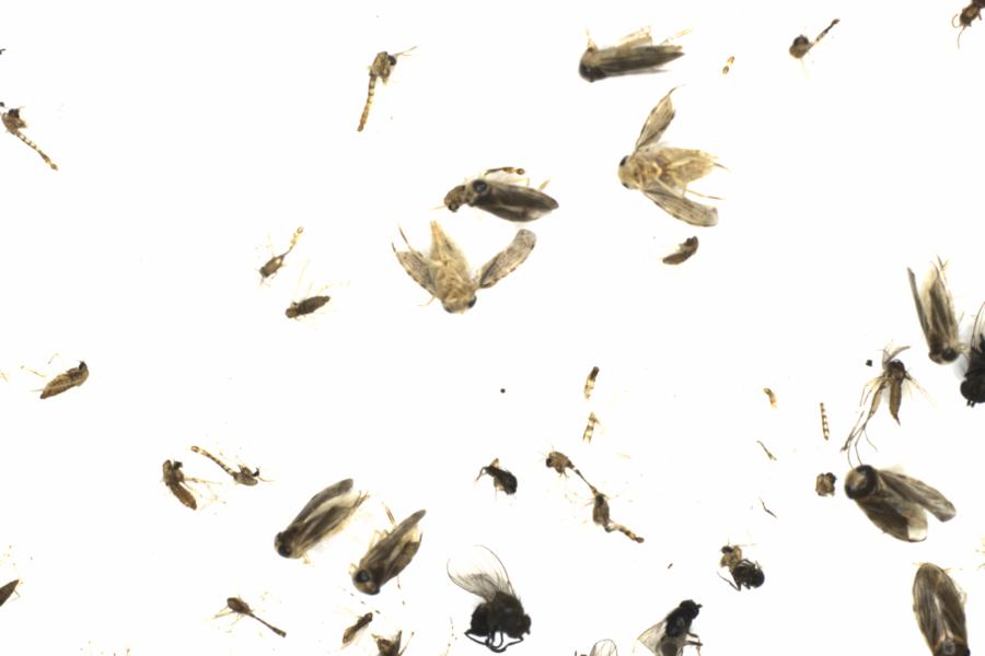 Fullscreen Image