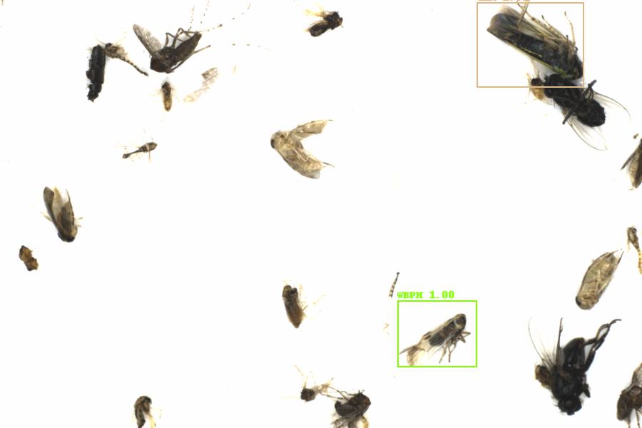Fullscreen Image