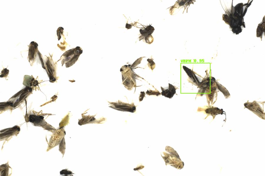 Fullscreen Image