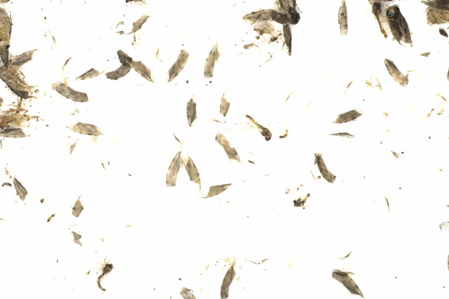 Fullscreen Image