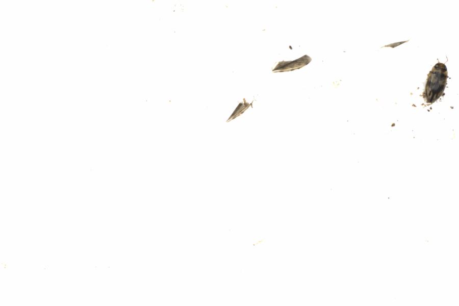Fullscreen Image
