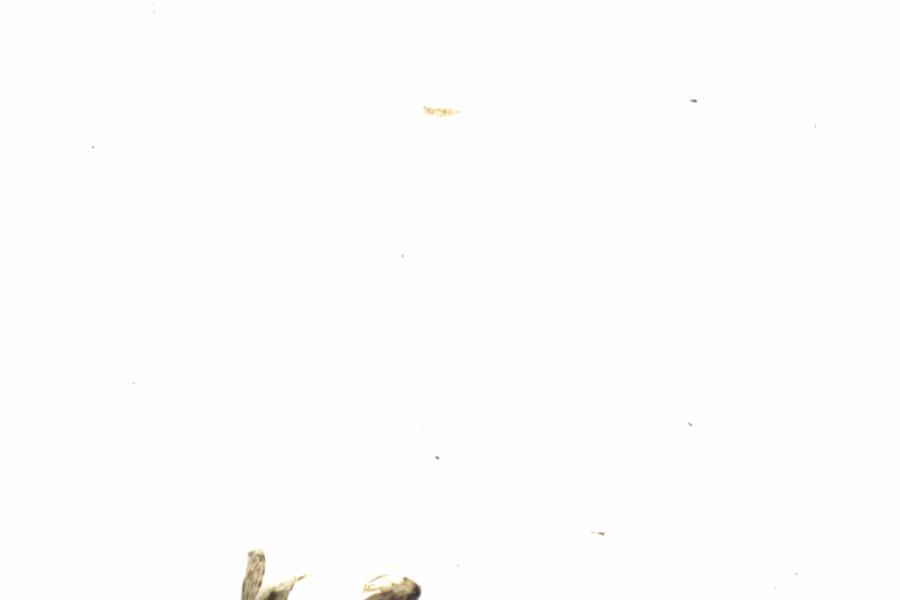 Fullscreen Image