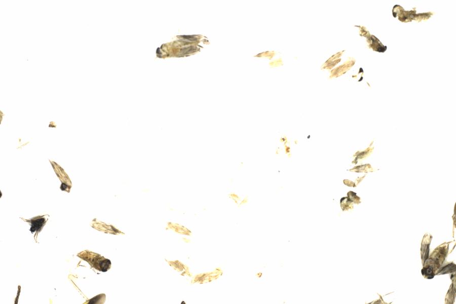 Fullscreen Image