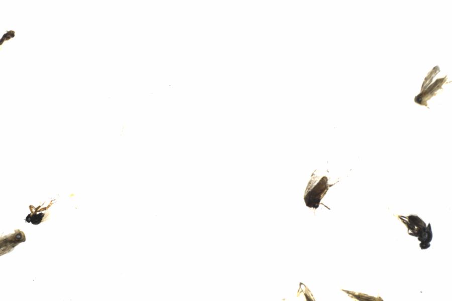 Fullscreen Image