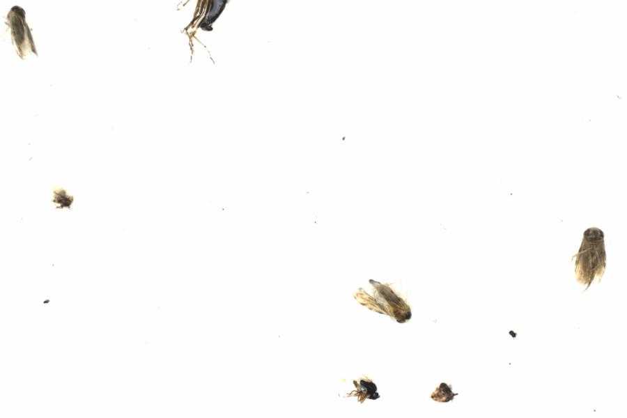 Fullscreen Image