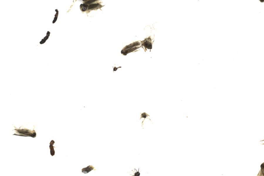 Fullscreen Image
