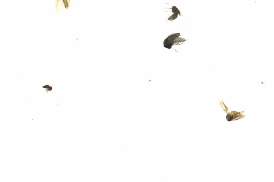 Fullscreen Image